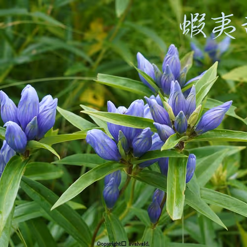 Japanese kanji and Japanese wildflowers