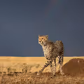 Shes a Rainbow by Byron Grobler