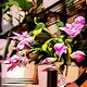 Plant Art