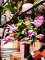 Plant Art