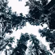 Wandering Alone In Washington - old