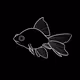 Slippery Fish Co Genesis