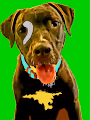 HAPPY DAWGZ CLUB