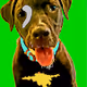 HAPPY DAWGZ CLUB