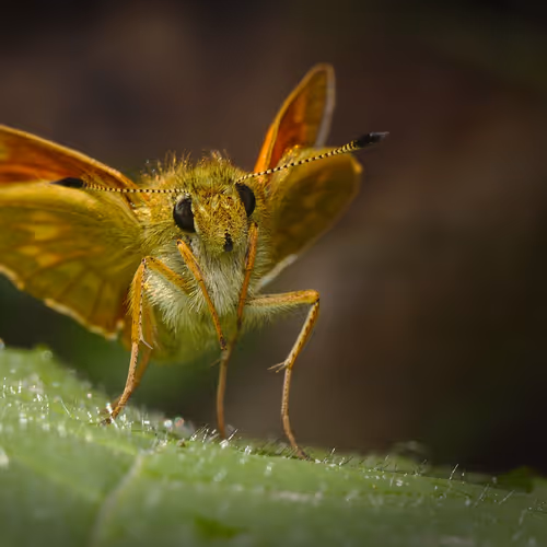 butter+fly