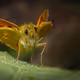 butter+fly
