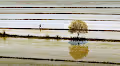 Paddy field geometry - old