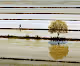 Paddy field geometry - old