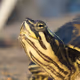 Tortoise Bros - old
