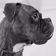 Pup Dog the Boxer