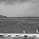 Birds of Snowy Istanbul I