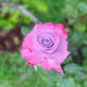 88 Wet Roses