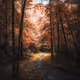 Sylvan Fairytales