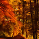 Autum vibes