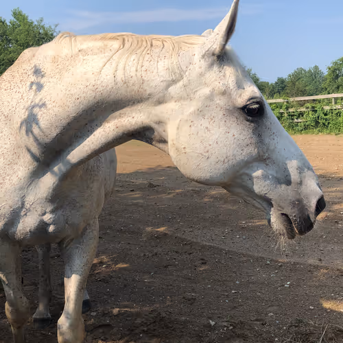 Samantha's Kingdom for a Horse (and other Magical Creatures)