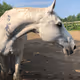 Samantha's Kingdom for a Horse (and other Magical Creatures)