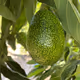AvoSquado