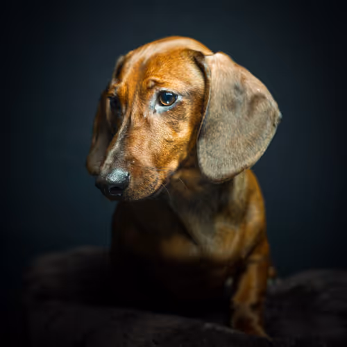 I am Bailey a Dachshund