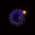 Crypto Catchers Genesis