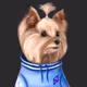 The cute dog collections