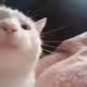 Vibing Cat