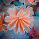 Inflorescence