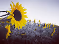 Sunflower 2020