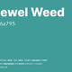 Jewel Weed - #46a795
