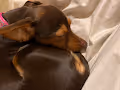 Small doggies