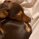 Small doggies