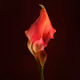 Flower Edition by Harini