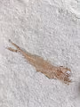 Fossils Fish - Lebanon