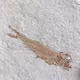 Fossils Fish - Lebanon