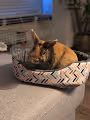 Roy The Rebel Rabbit Official