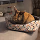 Roy The Rebel Rabbit Official