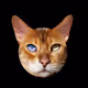 CatHeads
