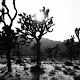 ACID GRAIN - The Joshua Tree Collection by Taylor Scalise