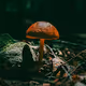 The "Shrooms"