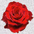 Best Flowers in the World - old