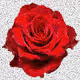 Best Flowers in the World - old