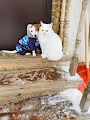 pets1. 0