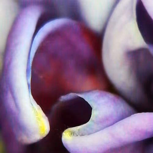 Bloom - on Foundation