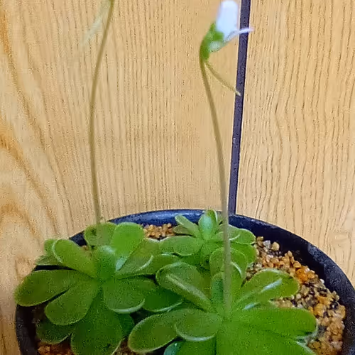 great power of plants