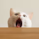 mochicat-photo