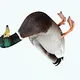 DuckDuckQuack