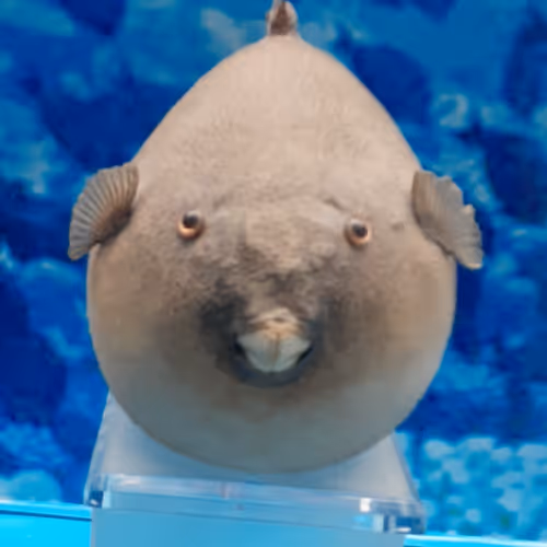 ballon fish