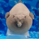 ballon fish