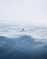 The Sounds Of Silence