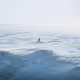 The Sounds Of Silence
