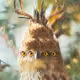 SurrealWild